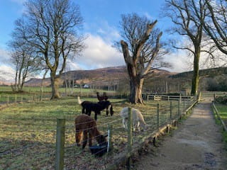 Pathway from the car park where the alpacas sometimes graze