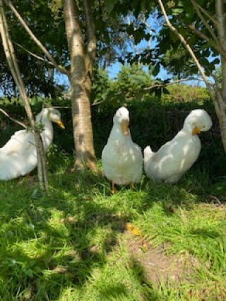Enjoying some shade by the pond on a sunny day