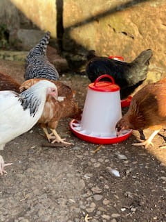 Feeding time is a favourite for all the animals, including the hens