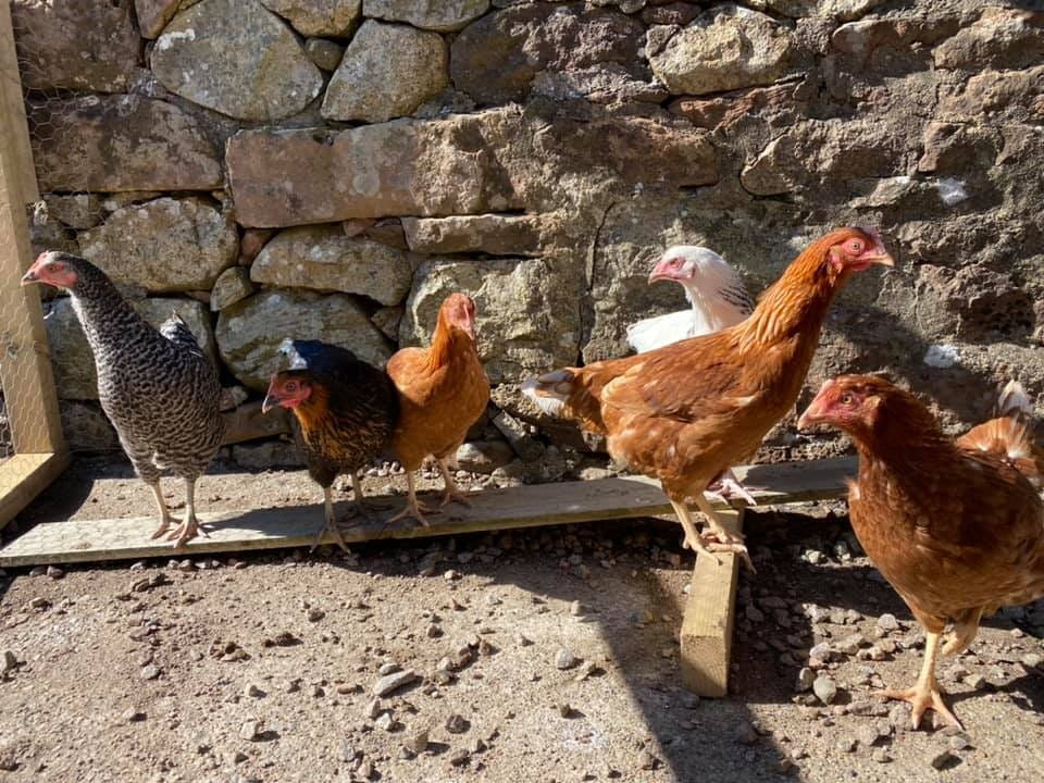 Dust bath and play time for the hens in their chicken gym