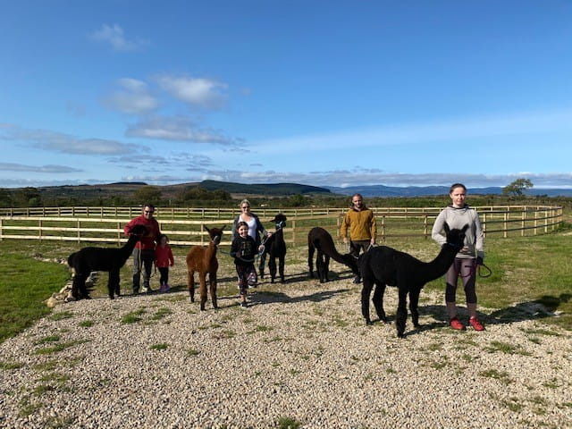 Learn about our alpacas when you join a trek (pre-booking advised)