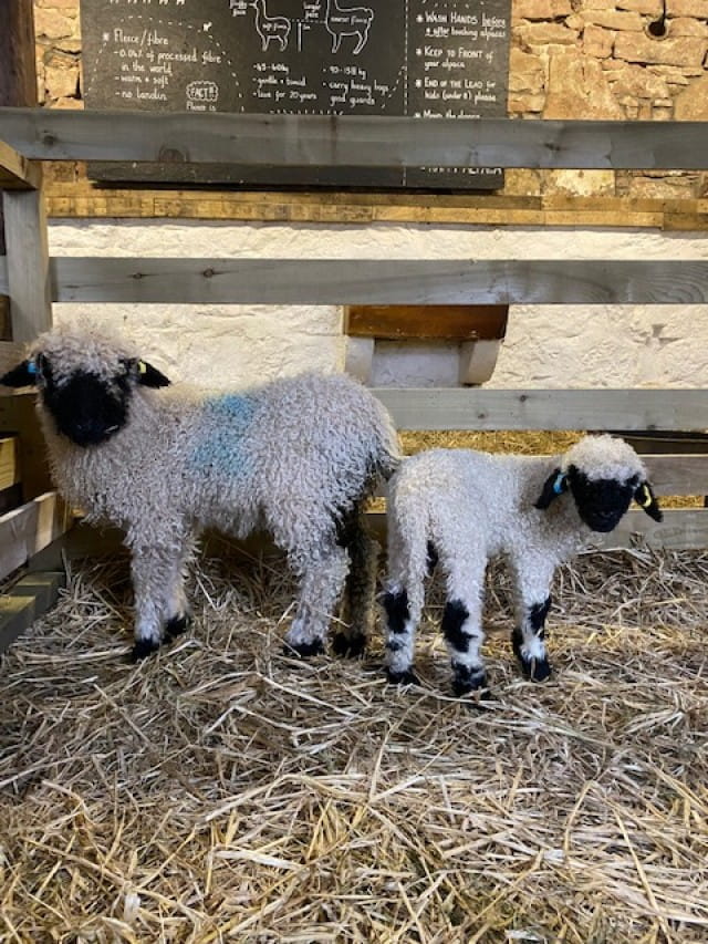 The cutest sheep in the world - super friendly too!!