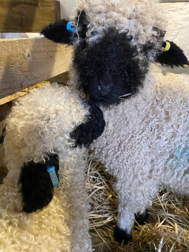 Just arrived, our Valais Blacknose lambs give each other a cuddle