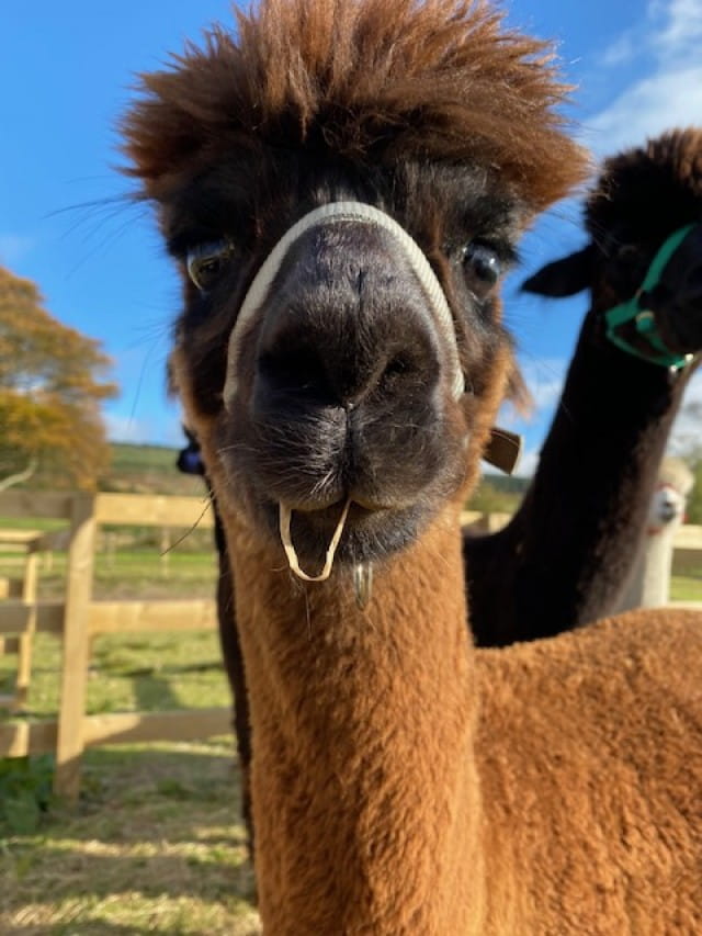 Glen is the little brown alpaca, our youngest