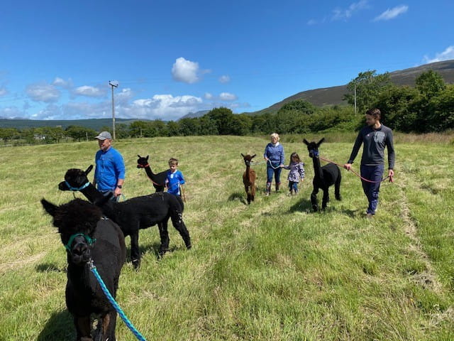 Arran Alpacas offers different activities for different groups and ages - check out the Arran Alpacas website for more information!