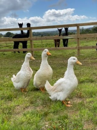 The ducks taking a waddle to see the alpacas in the hope they have dropped some feed