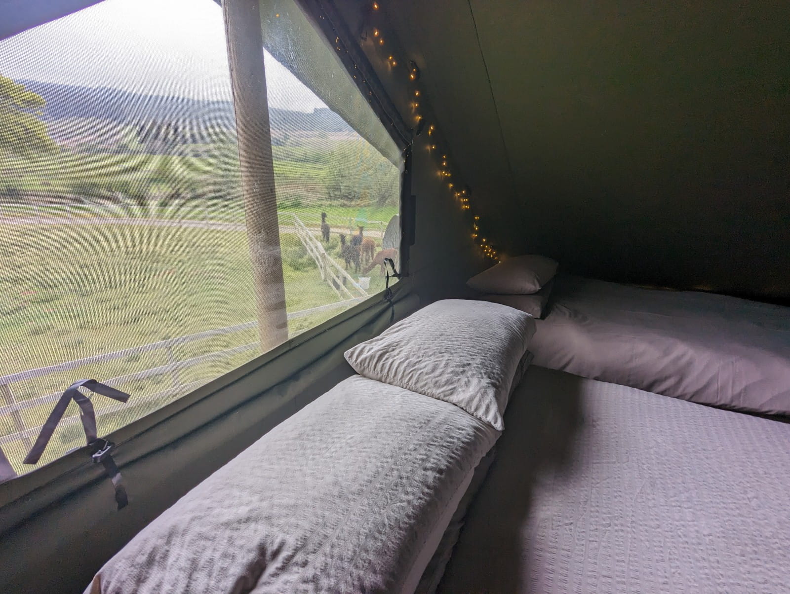 Alpaca views