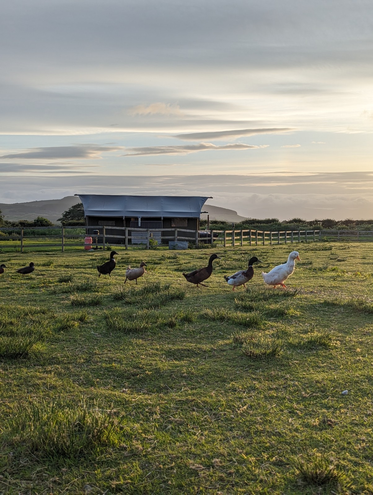 Ducks and tent views