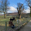 Pathway from the car park where the alpacas sometimes graze
