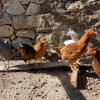 Dust bath and play time for the hens in their chicken gym