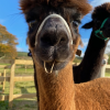 Glen is the little brown alpaca, our youngest