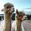 Nevis & Lomond have been training to trek Spring 2021