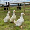The ducks taking a waddle to see the alpacas in the hope they have dropped some feed