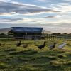 Tent views with ducks