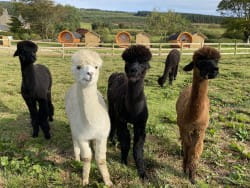 alpacas by the pods